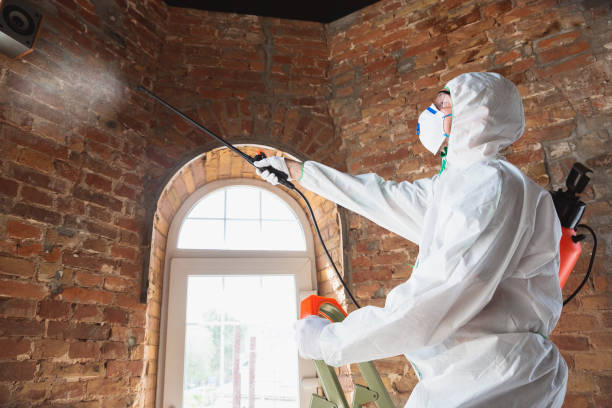 Best Water Damage & Mold Remediation  in Ridgeland, MS